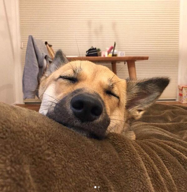 気持ちよさそうに眠るあずきちゃん