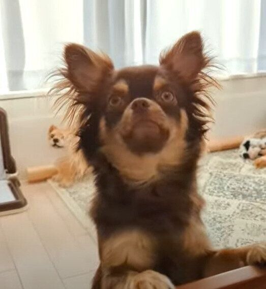 おかえりをいうリタくん