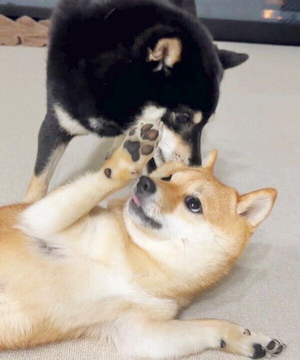 じゃれ合うあさちゃん、のんちゃん