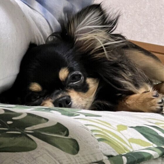 ロコ  チワワ パパにくっついて眠い