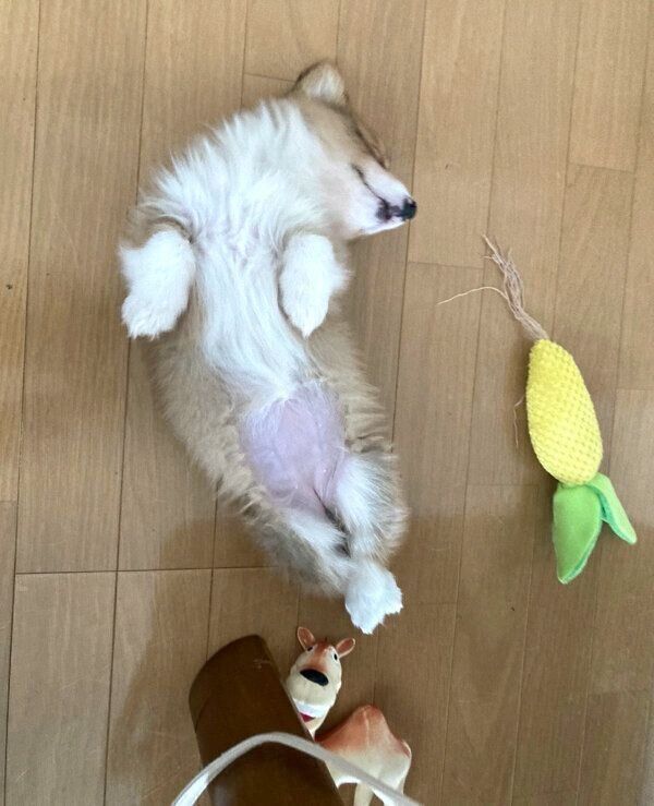 ヘソ天するぺぺちゃん