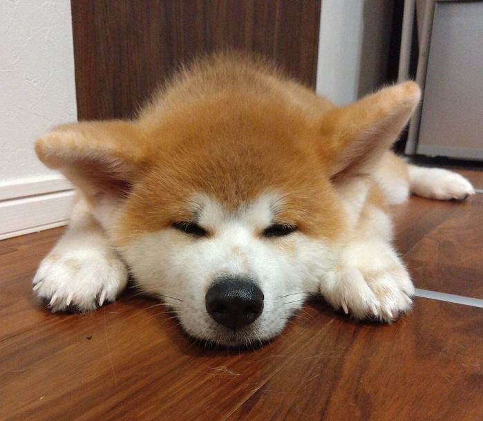 気持ちよさそうに眠るもくくん