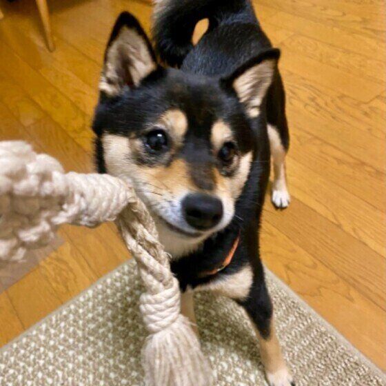 近過ぎも遠過ぎもNG！ 愛犬との理想的な距離感とは？ いぬのきもち