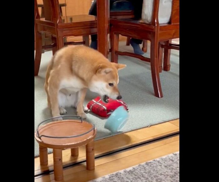 ごはんのお皿をポイッと投げ捨てる豆太郎くん