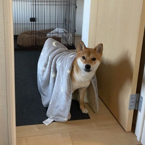 冷蔵庫の音に反応するぼんたんくん