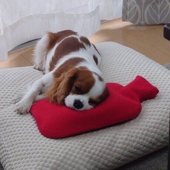 湯たんぽで眠るキャバリア・キング・チャールズ・スパニエルのベルちゃん
