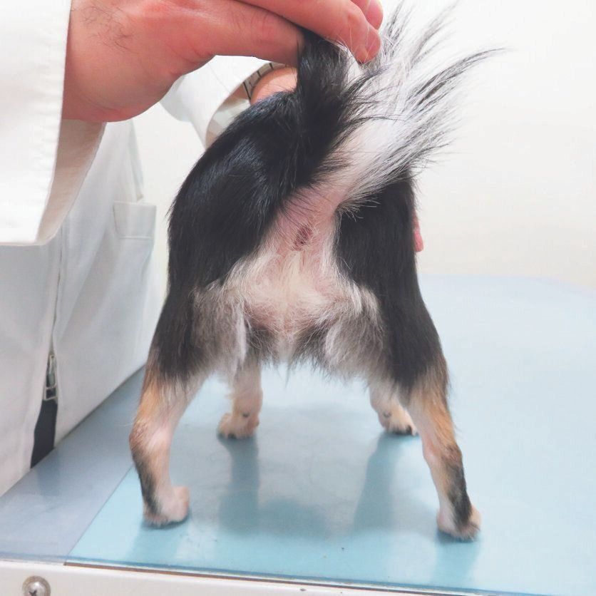 後ろ足が外側に開いている