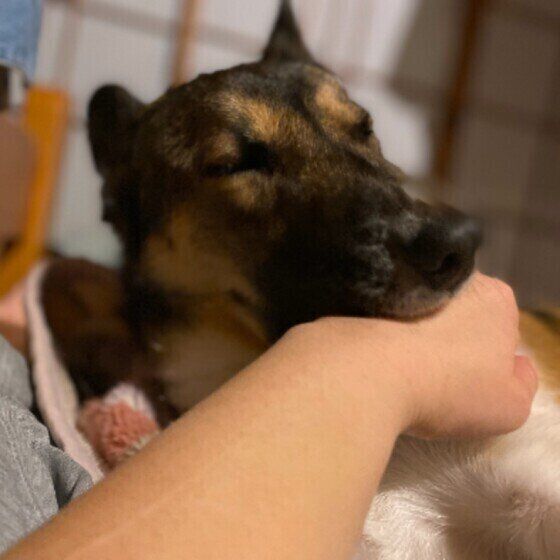 チュパチュパと飼い主の指吸いをする犬のきもち 人の指をおしゃぶりするのはなぜ? いぬのきもち