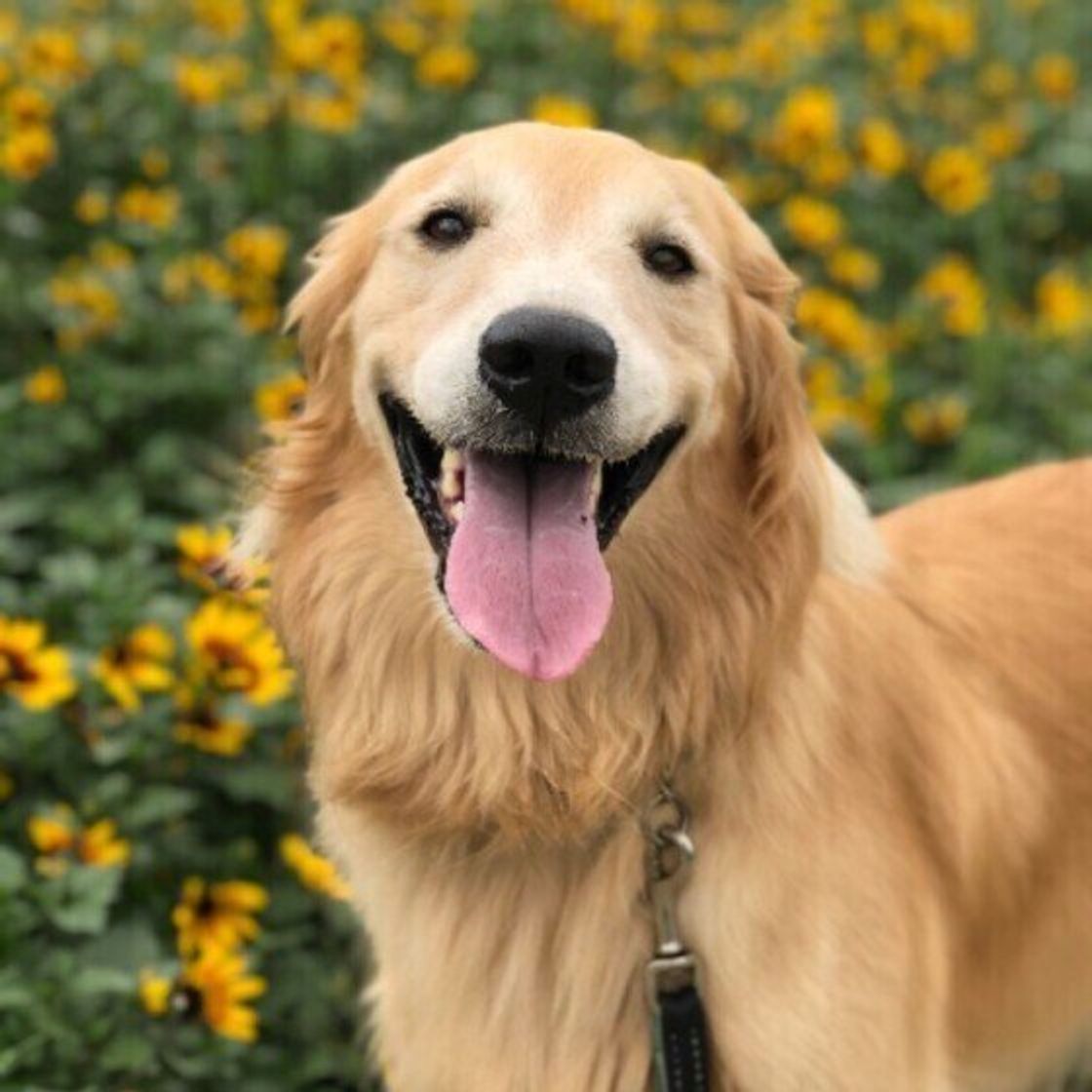 獣医師監修 犬のフィラリア症ってどんな病気 症状や予防法について解説 いぬのきもちweb Magazine 獣医師監修 犬のフィラリア症ってどんな病気 症状や予防法について解説 いぬのきもちweb Magazine