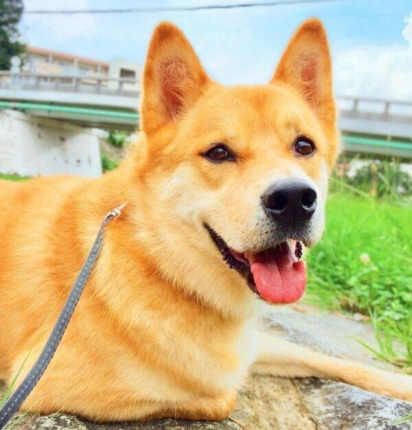 お散歩が大好きな福くん