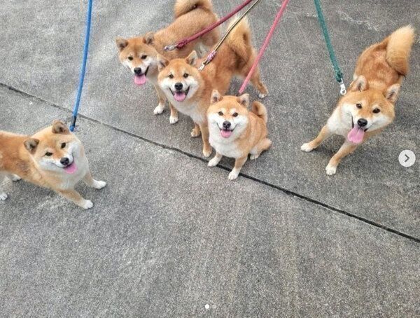 お散歩するコイくん、トロくん、ウニくん、ミケちゃん、たまちゃん