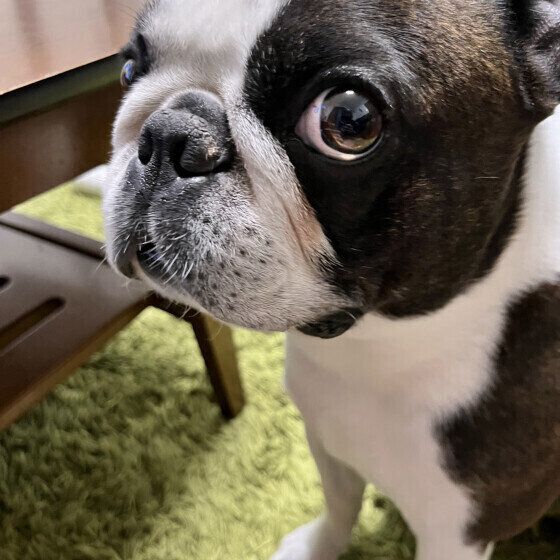 まんまるお目目のボストン・テリア