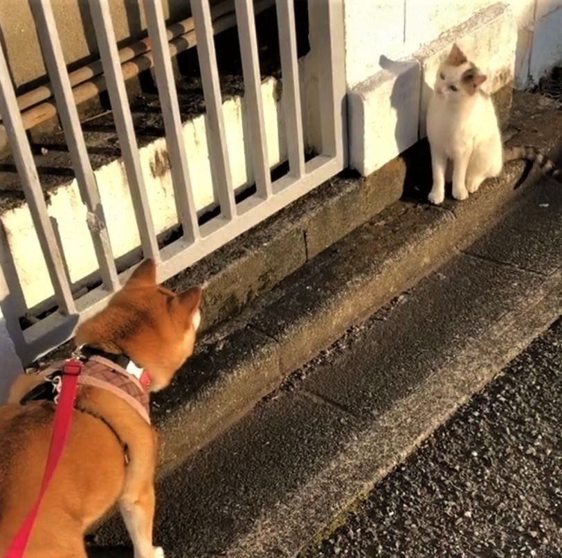 柴犬と猫