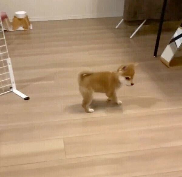 玄関を探すたまちゃん