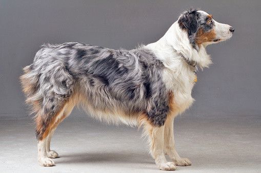 オーストラリアンシェパード