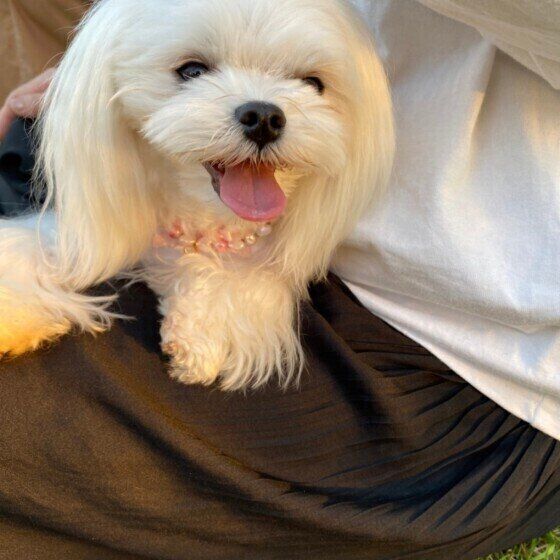 マルチーズのLuluちゃんのひざ乗り