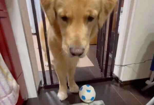 キッチンに入るセナくん