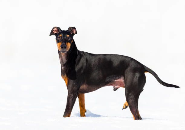 マンチェスター ・ テリア