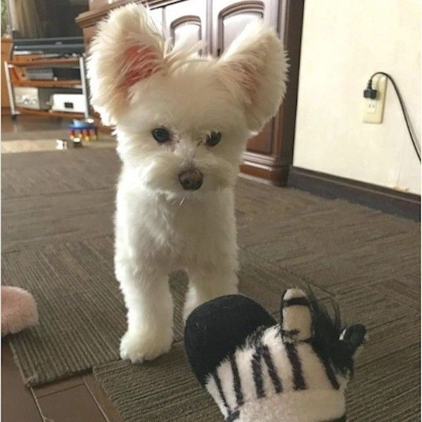 イヤイヤワンコ