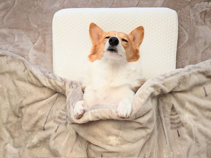 飼い主さんの布団で眠るこまちちゃん