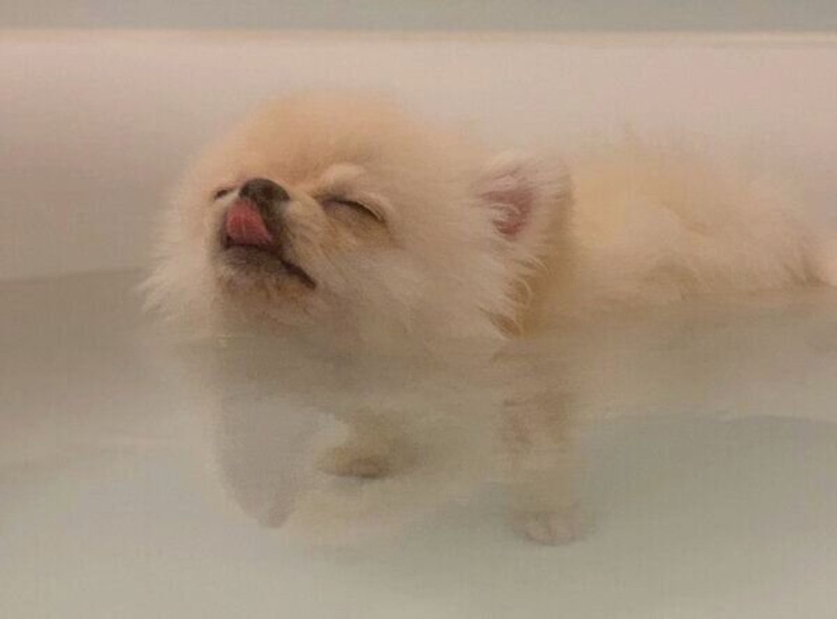 お風呂を堪能する犬 気持ちよくて見せた表情がいい顔すぎて 尊い の声 いぬのきもちweb Magazine お風呂を堪能する犬 気持ちよくて見せた表情がいい顔すぎて 尊い の声 いぬのきもちweb Magazine