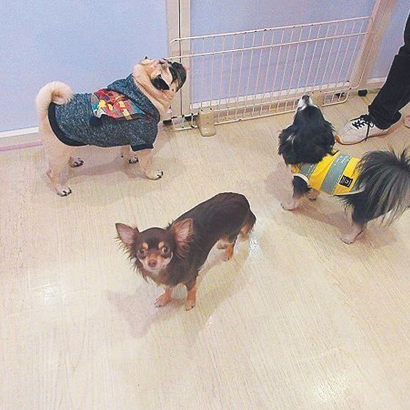 タルトくんは週に１回、家の近くにある「犬の保育園プレセア」に通っています。犬同士で遊ぶことがよい気分転換に