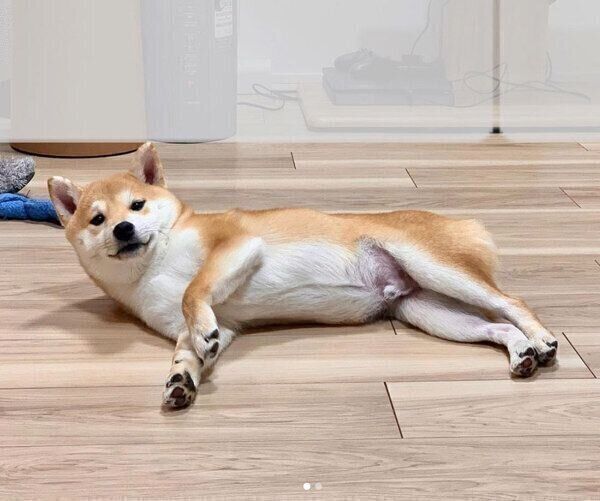 見つめるゴン太くん