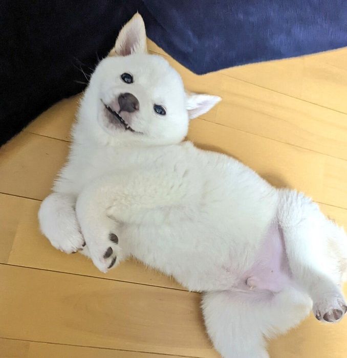 子犬時代のまんまるくん