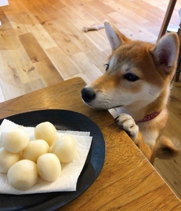 食べ物が気になる柴犬