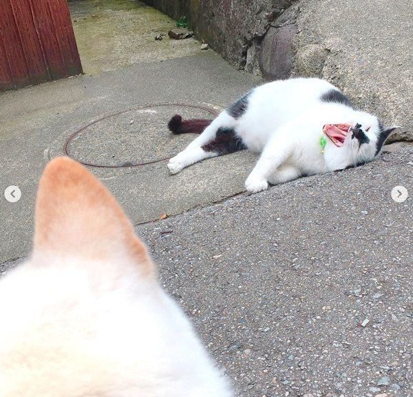 お散歩中の白柴とくつろぐ猫