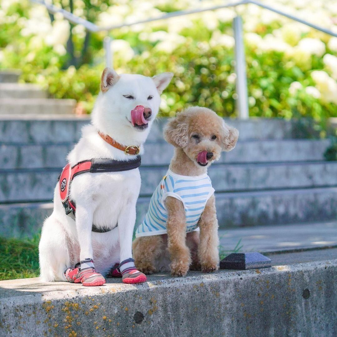 柴犬のみぞれちゃんと、お友達のリンちゃん