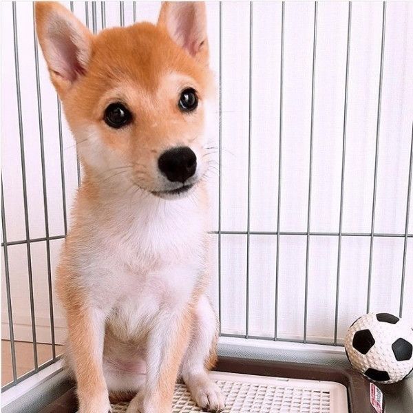 トイレマット大好きワンコ