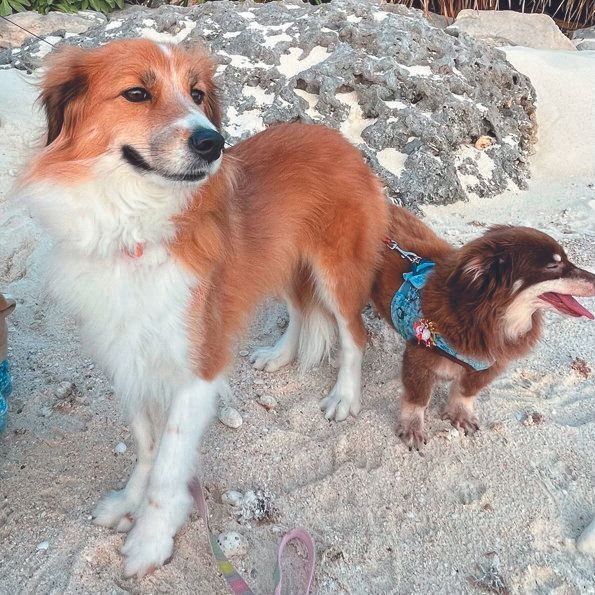 瀬尾院長先生は、宮古島のボラさんが保護した犬を家族に迎えました。現在４才のきびっちょちゃん