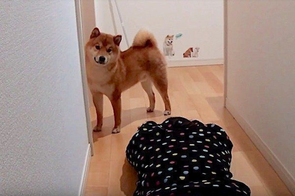 飼い主さんが倒れている場に遭遇する柴犬