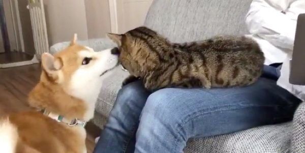 リモートワークを邪魔するとろくんと、それを邪魔するゆうくん