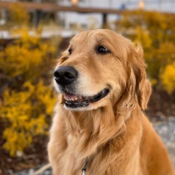 ゴールデン・レトリーバーのこむぎちゃん