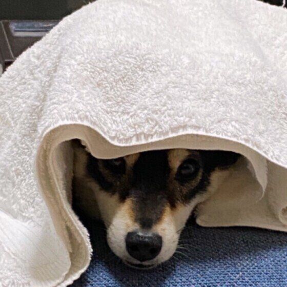 柴　くるまる