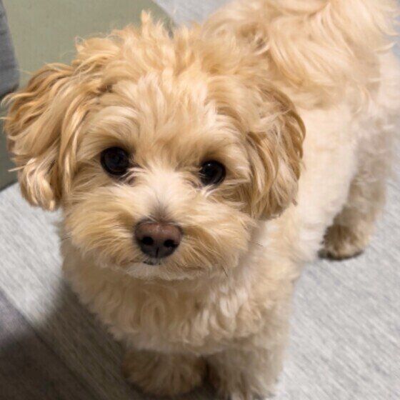 上をじっと見つめる小型Mix犬