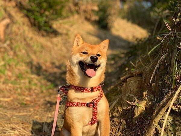 笑顔のみみちゃん