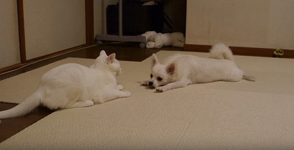見つめ合う犬と猫
