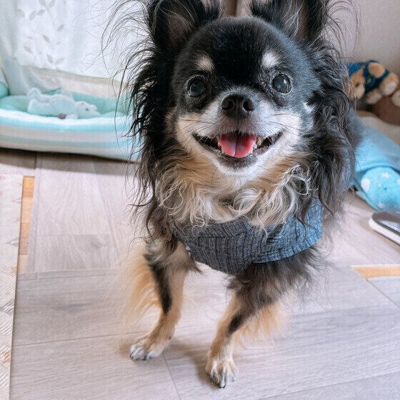 笑顔が可愛いチワワ いぬのきもち