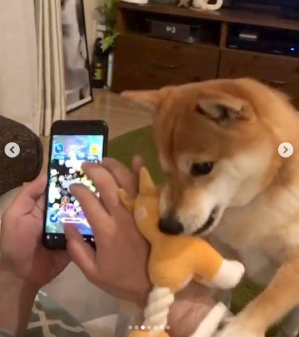 ゲームの邪魔をする豆柴