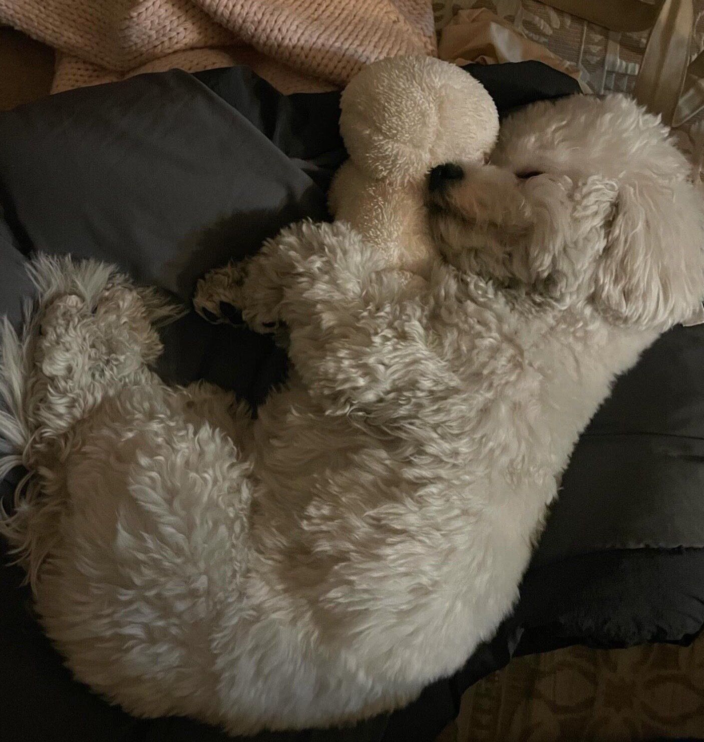 ぬいぐるみを抱えて眠るノワちゃん