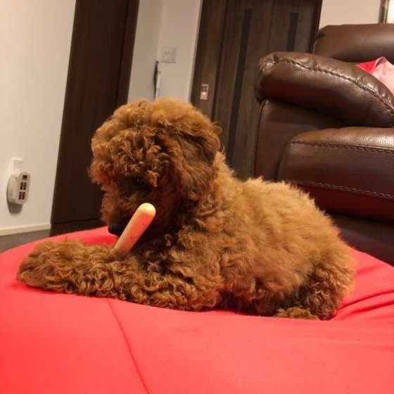 ブラシを持つトイプードル