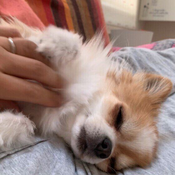 チワワのきなこくん