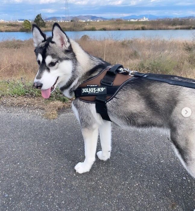 散歩を楽しむヴィヴィちゃん