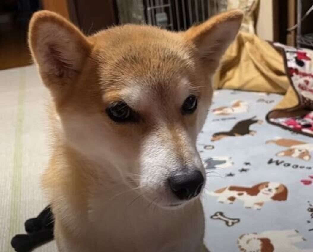 わかりやすい表情にキュン 飼い主さんに遊びたい気持ちをアピールする柴犬 いぬのきもちweb Magazine わかりやすい表情にキュン 飼い主さんに遊びたい気持ちをアピールする柴犬 いぬのきもちweb Magazine