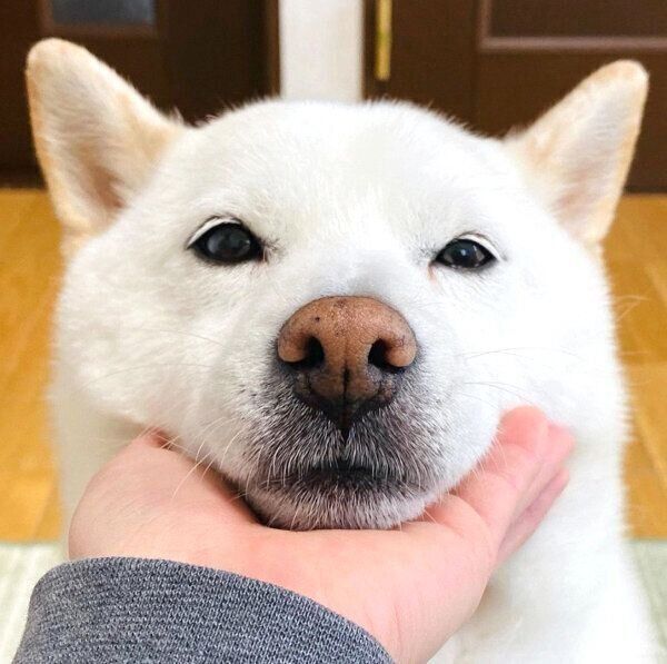 あご乗せするきなこちゃん