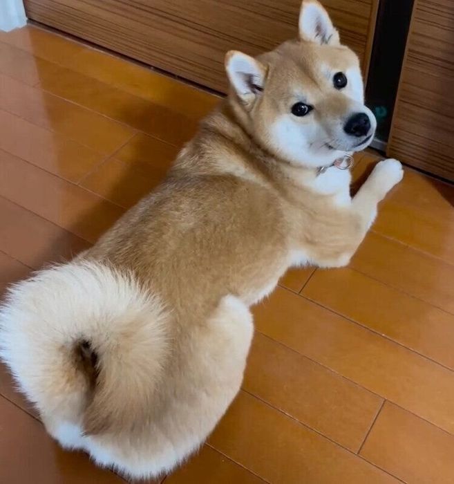 娘さんに早く会いたい紋次郎くん