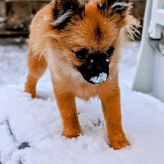 MIXのおこげちゃん